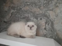 2 Aylık British Shorthair ve Scotish Fold Dişi Yavrular