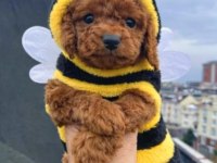 Red brown poodle yavrular