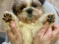 Safkan Shih Tzu Erkek Yavru Parazit ve Aşı Yapıldı