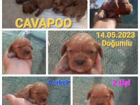 nadir bulunan cavapoo yavrular