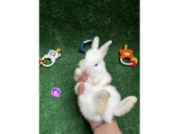 TATLI TAVŞAN YAVRULARI VE FULL SET VE KAPIDA ÖDEME