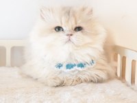 Blue golden longhair safkan erkek yavru