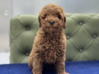 RED ERKEK AŞILI TOY POODLE YAVRUMUZ