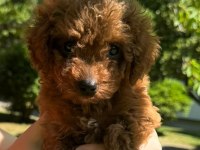 Safkan toy poodle yavrular