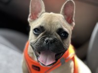 4 AYLIK DİŞİ 0 NUMARA FRENCH BULLDOG