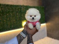 Ziyarete Açık Pomeranian Yavrularımız