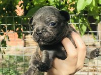French bulldog yavrularımız rezerveye açılmıştır