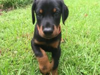 ÜST KALİTE DOBERMAN YAVRULAR