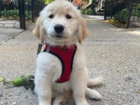 Profesyonel üretim çiftliğinden golden retriever yavrular
