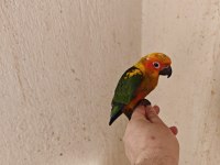 El Besleme Güneş Konur Papağanı