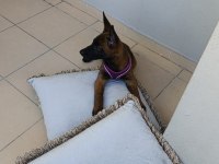 Belçika malinoisi safkan
