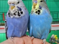 Jumbo muhabbet kuşu yavrular