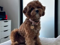 Nadir Renk ve Anatomide Soy Şecereli Cavapoo