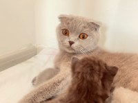 Tüm aşıları mevcut pasaport çip 1 yaşında scottish fold