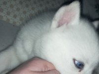 Sibirya kurdu husky 2 aylık köpeğimiz