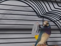 Çift Goldian finch (Gökkuşağı İspinozu)