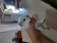 Peruvan ginepig yavrularımız