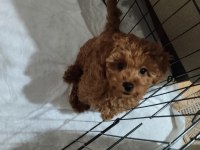 Acil Toy Poodle