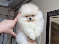 ÜST KALİTE AYICIK YÜZ POMERANİAN BOO ERKEK