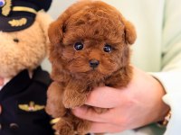 KOREAN TOY POODLE YAVRULARIM