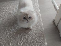 Oğlum Yeni yuvasını arıyor scottish fold