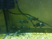 Tropheus duboisi masva