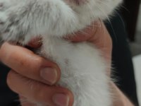Yavru scottish fold kediler