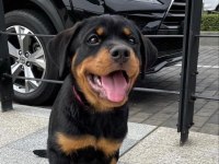 A Şecereli Anne Babanın Kaliteli Rottweiler Bebekleri