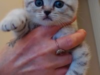 Yavru kedi sahiplendirme scottish fold