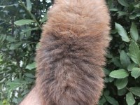 Minik tatlı pomeranian bebek
