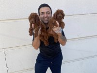 RENK RENK ORJİNAL TOY POODLE YAVRULARIMIZ GÜNCEL ANKARA