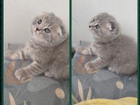Scottish Fold Erkek