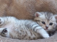 British Shorthair 2 Aylık Dişi Sağlıklı