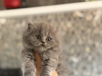 BRITISH LONGHAIR GRİ YAVRULARIM 