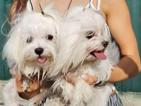 Micro Maltese Bebekler