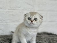 ÜST KALİTE HER CİNS SINIRLI ADET BRİTİSH KEDİMİZ