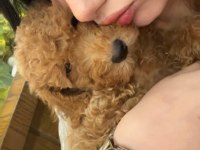 batman köpek dişi toy poodle 2 aylık yavru