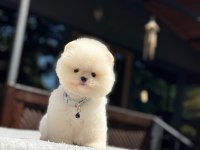 Pomeranian Boo Dişi Erkek Yavrularımız