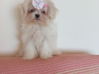 Anne baba orijinal Kore kan şecereli Maltese bebekler