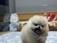 Orjinal Pomeranian Boo Yavrularımız