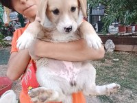 Kırma terrier anneden 5 tatlış yavru