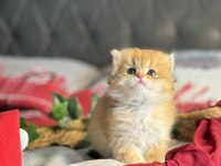 Yüksek kalite golden british longhair