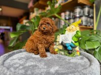 LİTTLEPAWS FARKI İLE TEACUP TOY POODLE BEBEKLER