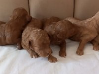 Toy poodle bebekler