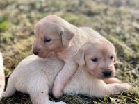 Golden retriever yavrular