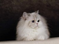 Özel bir british longhair kedimiz