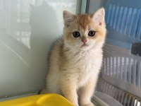 Ankarada ziyarete açık golden british shorthar yavrular