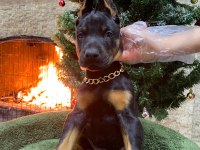 Orijinal king Doberman Yavruları