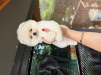 BOO ERKEK POMERANİAN