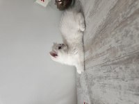 Safkan british shorthair